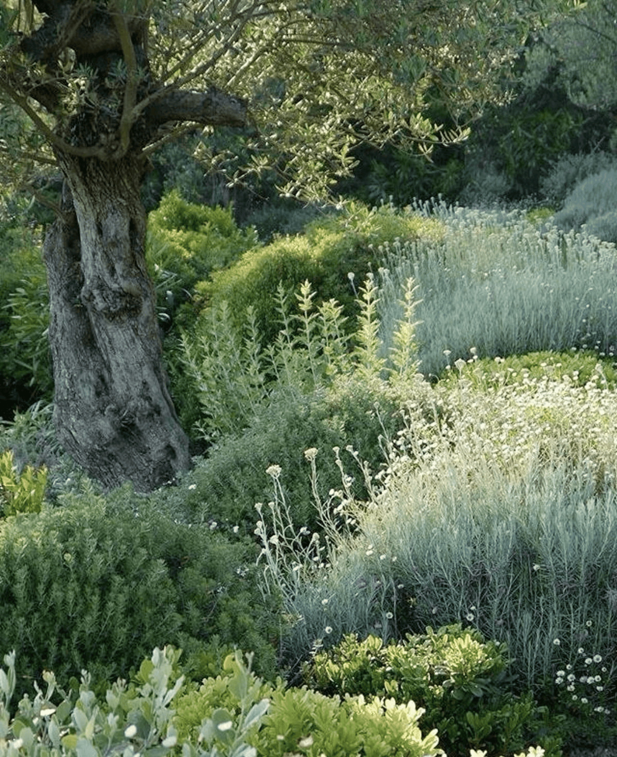 Stillness in Green